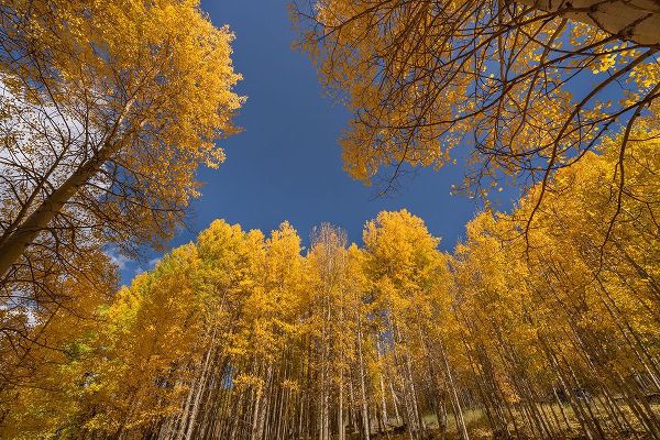 Jaynes Gallery 아티스트의 USA-Colorado-Uncompahgre National Forest Aspen tree grove in fall color작품입니다.